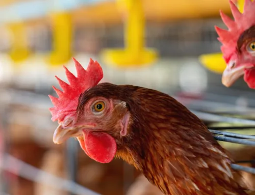 Bird Flu: Should You Be Concerned, and How to Stay Safe?