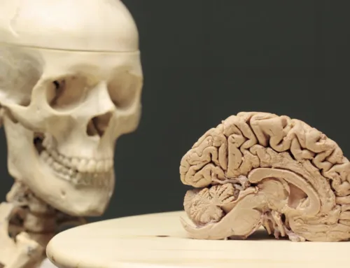 The Brain-Body Connection: How Autumn Affects Mood, Sleep, and Medication Response